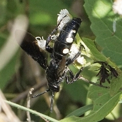 Scolia guttata