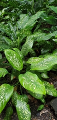 Dieffenbachia