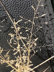 Eragrostis lehmanniana