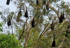 Pteropus alecto