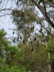 Pteropus alecto