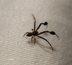 Stephanopis barbipes