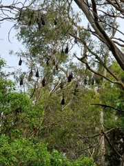 Pteropus alecto