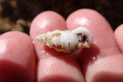 Cerithiidae