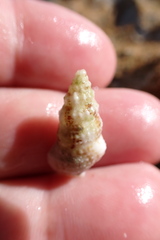 Cerithiidae