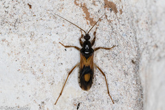 Rasahus biguttatus