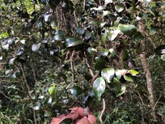 Psydrax odorata buxifolia