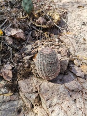 Echinocereus pectinatus pectinatus
