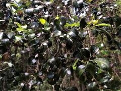 Psydrax odorata buxifolia