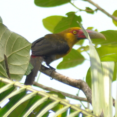 Pteroglossus bailloni