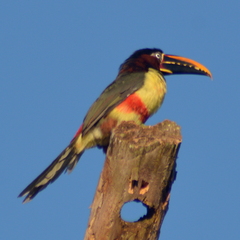 Pteroglossus castanotis