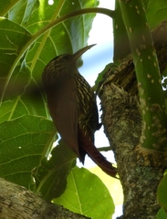 Lepidocolaptes souleyetii