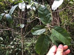 Sterculia quadrifida