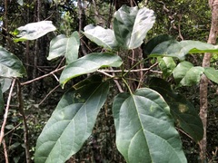 Sterculia quadrifida