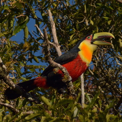 Ramphastos dicolorus