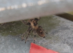 Phidippus regius