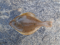 Pleuronectinae