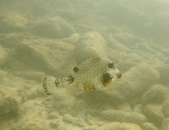 Lactophrys triqueter