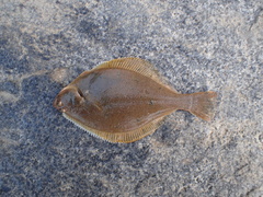 Pleuronectinae