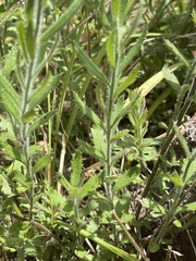 Gonocarpus elatus
