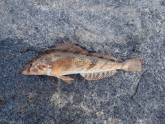 Hexagrammos stelleri