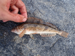 Hexagrammos stelleri