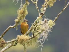 Pachyramphus validus