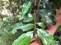 Casearia multinervosa