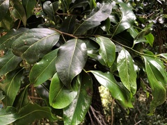 Casearia multinervosa