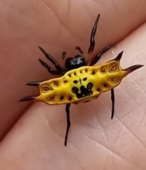 Gasteracantha quadrispinosa