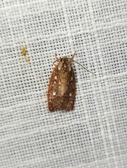 Euchaetis metallota