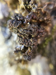 Collema nigrescens