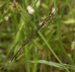 Austrolestes analis