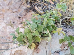 Aristolochia wrightii