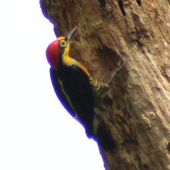 Melanerpes flavifrons