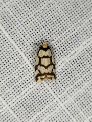 Scaptesyle dichotoma