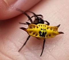 Gasteracantha quadrispinosa