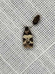 Sphyrelata melanoleuca