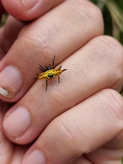 Gasteracantha quadrispinosa