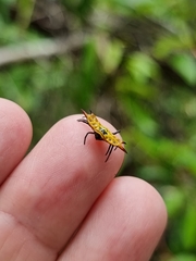 Gasteracantha quadrispinosa