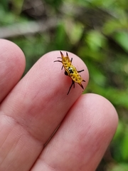 Gasteracantha quadrispinosa
