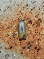 Ptyoptila matutinella