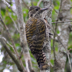 Dryobates spilogaster