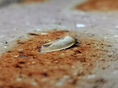 Ptyoptila matutinella