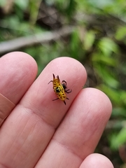Gasteracantha quadrispinosa