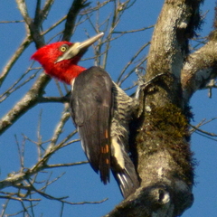 Campephilus robustus