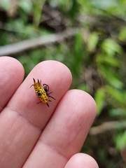 Gasteracantha quadrispinosa