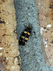 Limnaecia polycydista