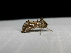 Chrysodeixis argentifera