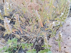 Tetramerium